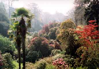 Trebah Gardens nr Falmouth Cornwall